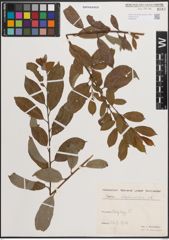 Foto von Salix daphnoides Vill.